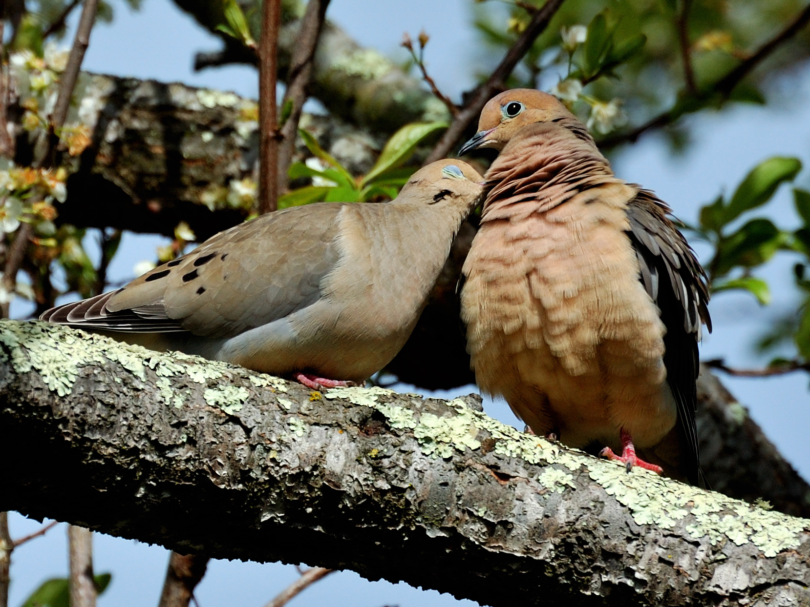 Love-doves