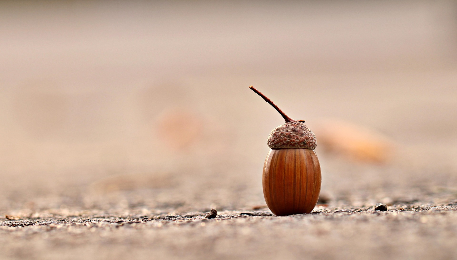 A daily acorn practice